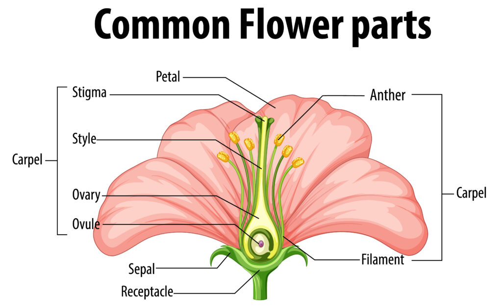 Parts of a Flower – Dissection and identification of reproductive parts